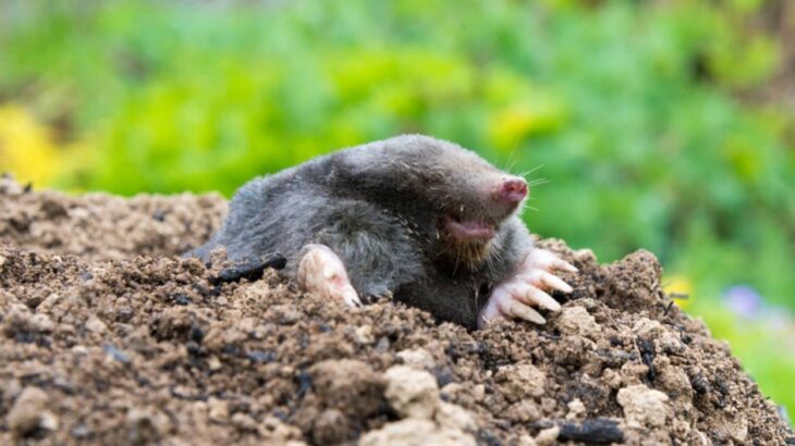 違う種類の生物がよく似た姿形に変化する「収斂進化」は頻繁に起きていることが判明