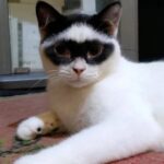 怪傑ゾロが転生したら猫になっていた件。黒いアイマスクのようなユニークな模様を持つ猫