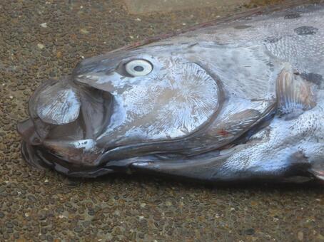 【地震前兆】山口県下関市で深海魚の「リュウグウノツカイ」が海岸に打ち上げられる！