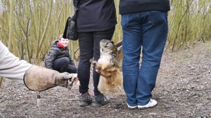 フクロウも液体なのか？わずか20cmの隙間から150cmの羽を通すフクロウのスゴ技