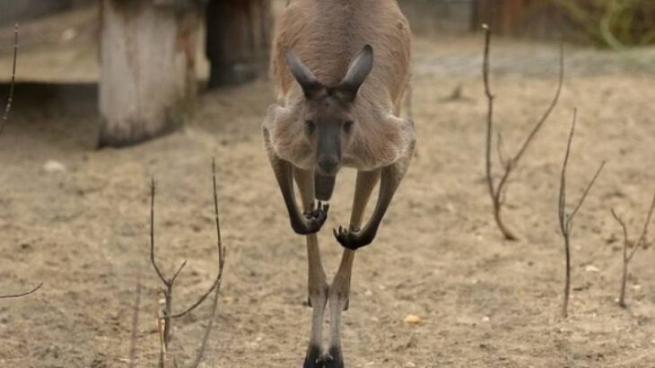 よっしゃおまえ逃がしたる。オウムがカンガルーの脱走に関与