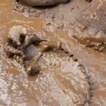 バシャバシャ！「気持ちいいしめっちゃ楽しい！」センザンコウ、泥の池で思う存分水遊びをする