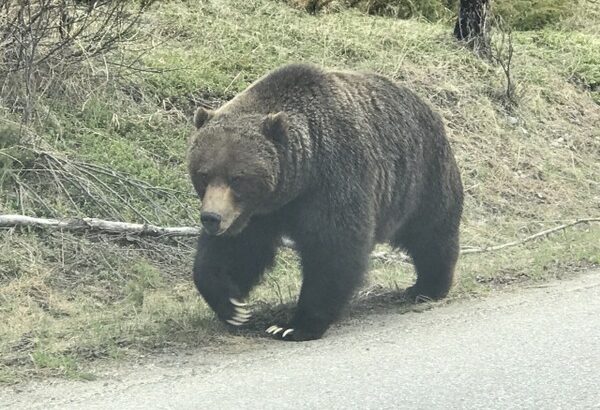 【閲覧注意】｢ヒグマが崖を上ってくる！！…せや！石投げたろ！！！｣→結果ｗｗｗｗ