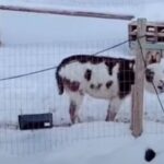 （音量注意）「よぉよぉよぉ！」雪景色の中、ロバに挨拶してみたらなんと返事が返ってきた！