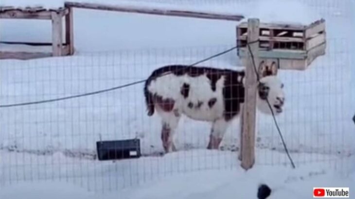 （音量注意）「よぉよぉよぉ！」雪景色の中、ロバに挨拶してみたらなんと返事が返ってきた！