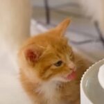 「ボク、落ち着いてお水が飲みたいの！」子猫が水飲み場にいると、兄猫や兄犬がとっかえひっかえやって来る