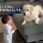 赤ちゃんが歩いた！はじめての一歩に大興奮するゴールデンレトリバー