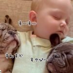 世界一かわいい「川の字」赤ちゃんの両脇で犬がお昼寝