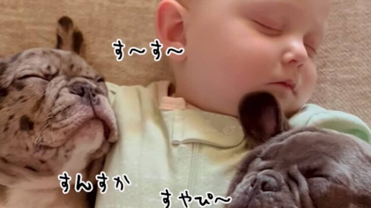 世界一かわいい「川の字」赤ちゃんの両脇で犬がお昼寝