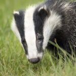 民家に突然人間の頭蓋骨！アナグマが墓を掘り起こして人間の遺骨を運んでいた