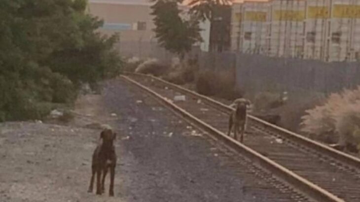 それでも待ち続けていた。飼い主に捨てられた場所から動こうとしない2匹の犬