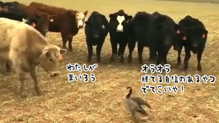 「おまえらごときに怯む私ではない」牛のタイマン勝負に挑むカモ