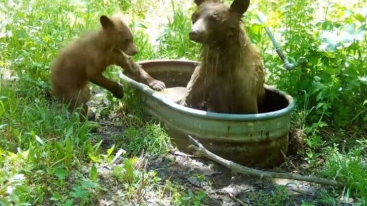 「あら、ちょうどいいからお風呂借りましょ！」森を散歩していたクマーの母子、水風呂を満喫して帰る