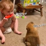 癒ししかない。赤ちゃんと犬が夢のセッション