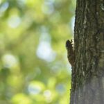 【夏】なぜ？梅雨が明けても鳴かないセミ…押されていない「羽化スイッチ」とは？