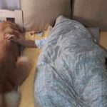 ベッドの大きさじゃなかった。飼い主と寄り添って眠りたい犬