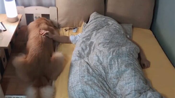 ベッドの大きさじゃなかった。飼い主と寄り添って眠りたい犬