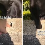 猫が手を貸してくれた！子供が狭い穴に落とした鍵を取り出してくれた猫