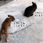 ウサギさん、こうですか？ウサギの跳びをウサギに習いたい犬