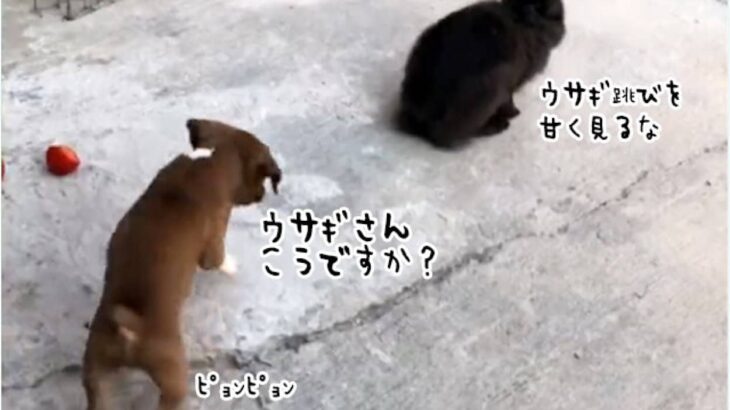 ウサギさん、こうですか？ウサギの跳びをウサギに習いたい犬