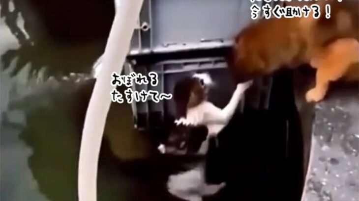 溺れている猫を発見した犬が、猫を背中に乗せて救出