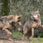 憧れのオオカミと一緒に散歩ができる！スペインの体験ツアー