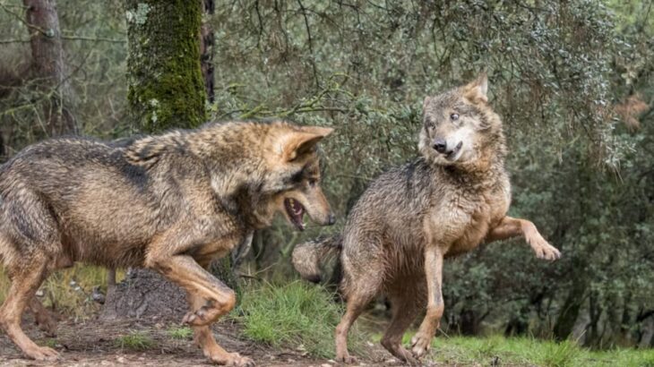 憧れのオオカミと一緒に散歩ができる！スペインの体験ツアー