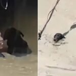 台風で浸水した家から出られなくなった見知らぬ犬を救い出した男性