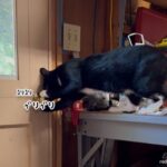 ドアノブの回し方を熟知してしまった猫の脱出大作戦