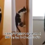 5つのドアを開け、目的の地にたどり着いた猫のミッションインポッシブル