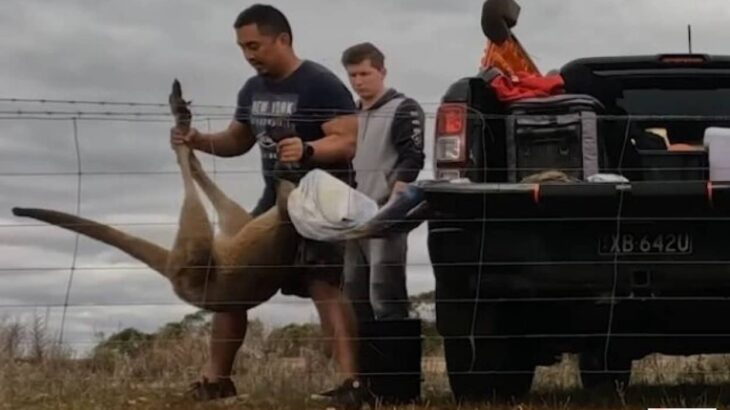 有刺鉄線に絡まって宙吊りになったカンガルーがいた！親切な通りすがりのドライバー、無事に救出に成功する