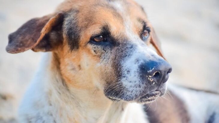 15年の歳月を経て犬用のがんワクチンが開発される