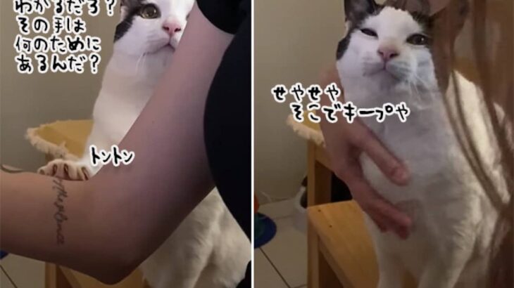 感情のアップダウンが激しすぎる猫。飼い主に甘えてきたと思えば…