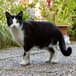 9か月間行方不明だった猫、近所の家でしれーっと暮らしていたことが発覚