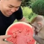 夏といえばこの果物！行儀の良いおサルさん、スイカを切ってもらえるのをワクテカで待つ