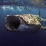 地球上最大の雑食動物はジンベエザメであることが判明。海藻も大量に食べていた