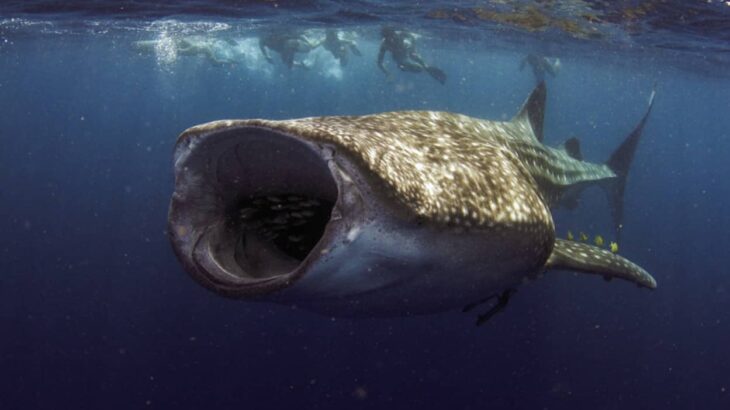 地球上最大の雑食動物はジンベエザメであることが判明。海藻も大量に食べていた