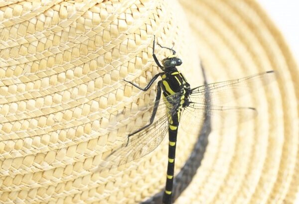 オニヤンマとかいう最強の虫ｗｗｗｗｗｗｗｗｗｗ