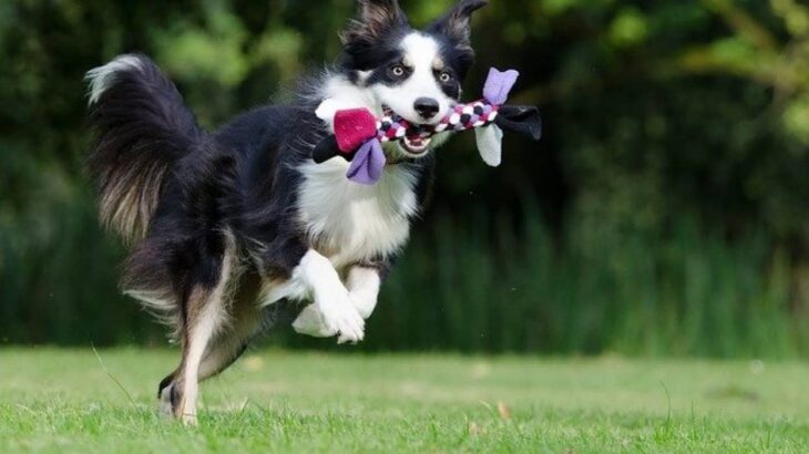 天才犬には「遊び好き」という共通点がある