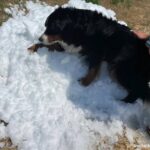 最期に大好きな雪に触れさせてあげたい。余命数日の犬の為、SNSで呼びかけたところその願いが叶う