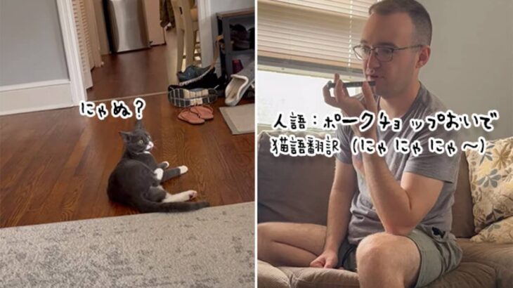 通じただと？人語を猫語に翻訳するアプリで話しかけたところ、意味を理解した猫