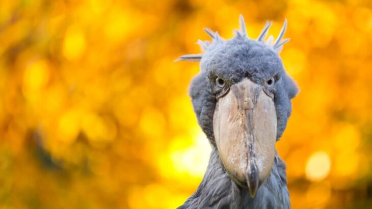 イギリスに唯一のハシビロコウがやってくる！1羽でオスを待ち続ける