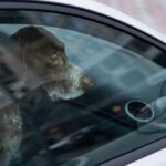 危ない！暑い車内に閉じ込められている犬を救う3つのステップ