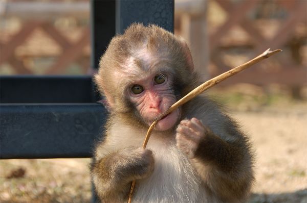 【閲覧注意】サルを人工的にうつ病にした結果・・・