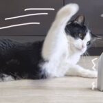 保護猫プーシクくん「せっかくいい香りを楽しんでいたのに！」カプチーノを台無しにしたフロッサーに怒りの鉄拳をお見舞いする