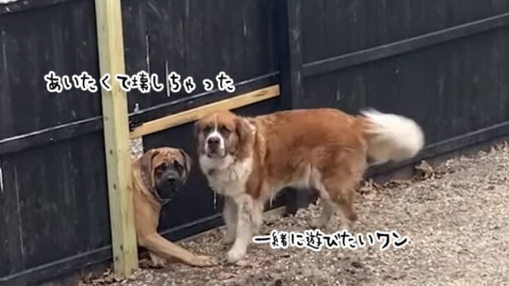 隣に住む犬が好きすぎて、塀をぶっ壊してしまった犬。2匹の深い絆に飼い主が動く