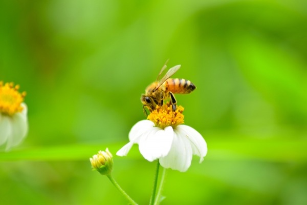 【閲覧注意】ベランダにクソでかい蜂の巣が出来た結果ｗｗｗｗ(画像ｱﾘ)