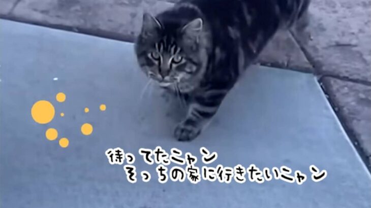 熱烈なアプローチを繰り返し、ついに隣人の家の室内猫の座をゲットした猫