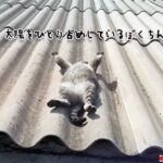 ヘソ天で両手両足を広げ、屋根の上で太陽光充電する猫