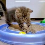 「これめっちゃ楽しいニャ！」シェルターに到着したばかりの子猫たち、オモチャで夢中になって遊び始める